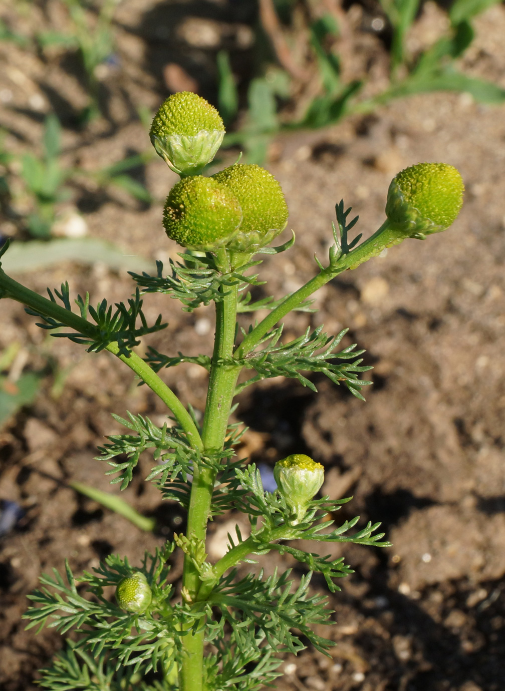 Image of Matricaria discoidea specimen.