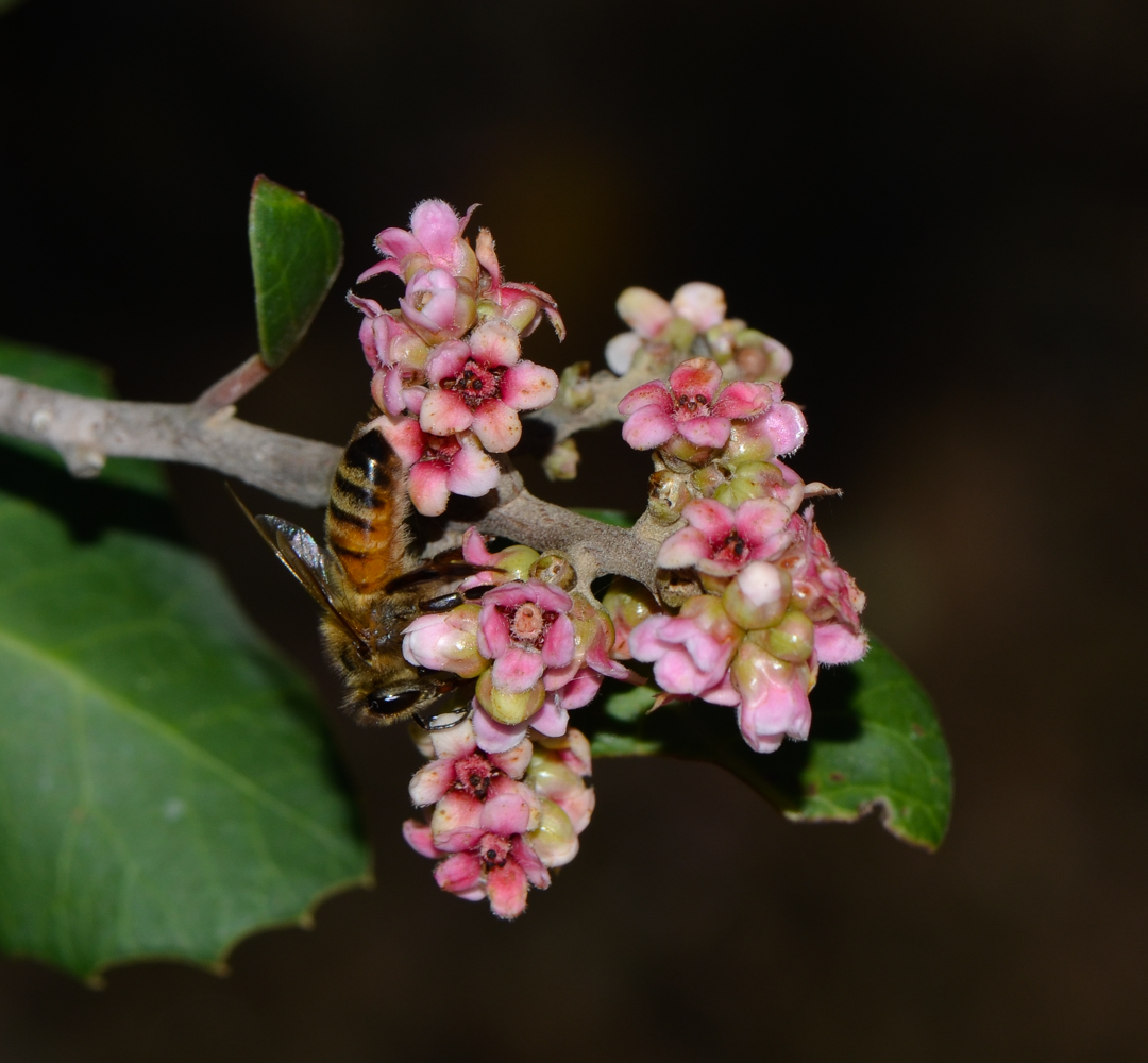 Image of Rhus integrifolia specimen.