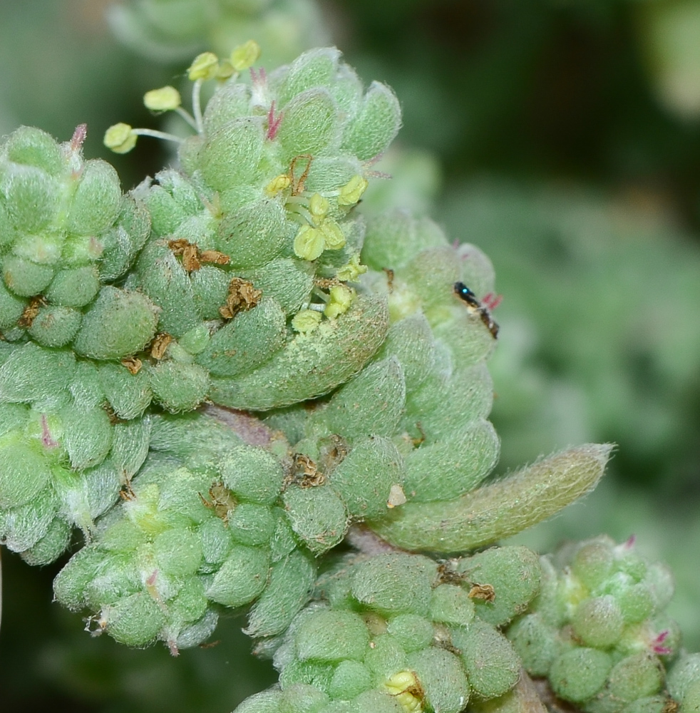 Image of Bassia tomentosa specimen.