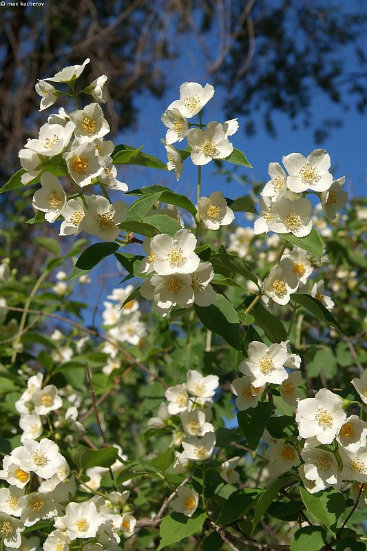 Image of Philadelphus coronarius specimen.