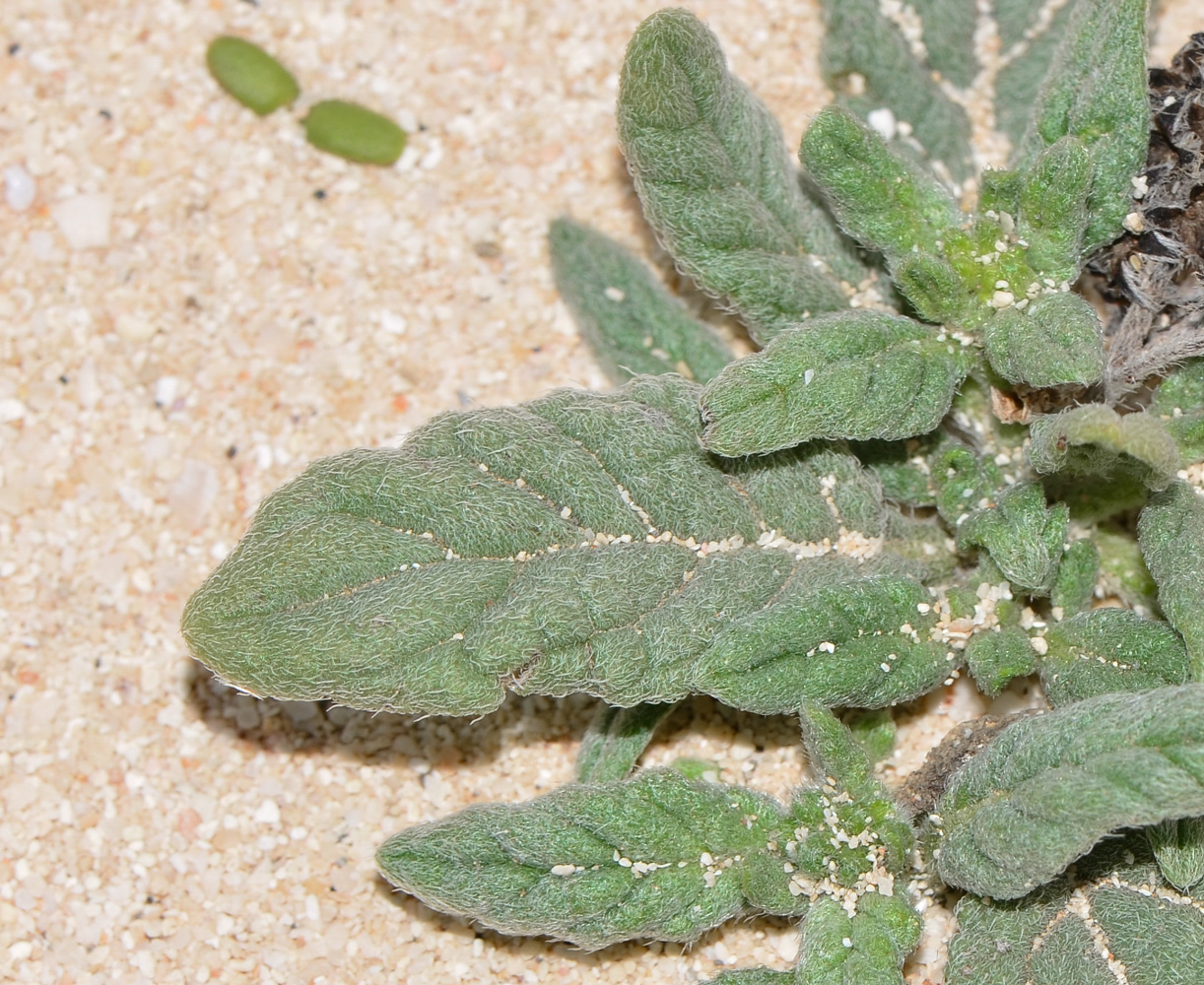 Image of Heliotropium erosum specimen.