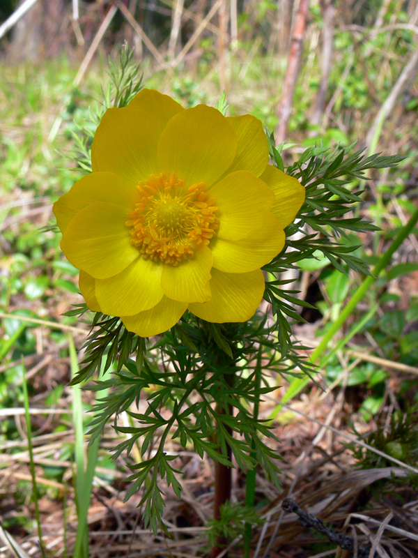 Image of Adonis apennina specimen.