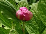 Paeonia obovata. Бутон и части листьев. Приморье, окр. г. Находка, бухта Отрада, на поляне. 05.06.2016.