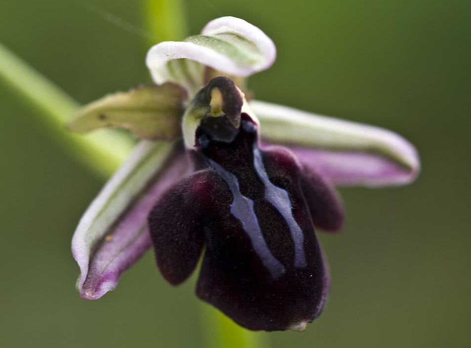 Image of Ophrys mammosa specimen.