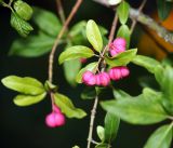 Euonymus europaeus. Ветви с созревающими плодами. Московская обл., Раменский р-н, окр. дер. Хрипань, садовый участок. 21.08.2016.