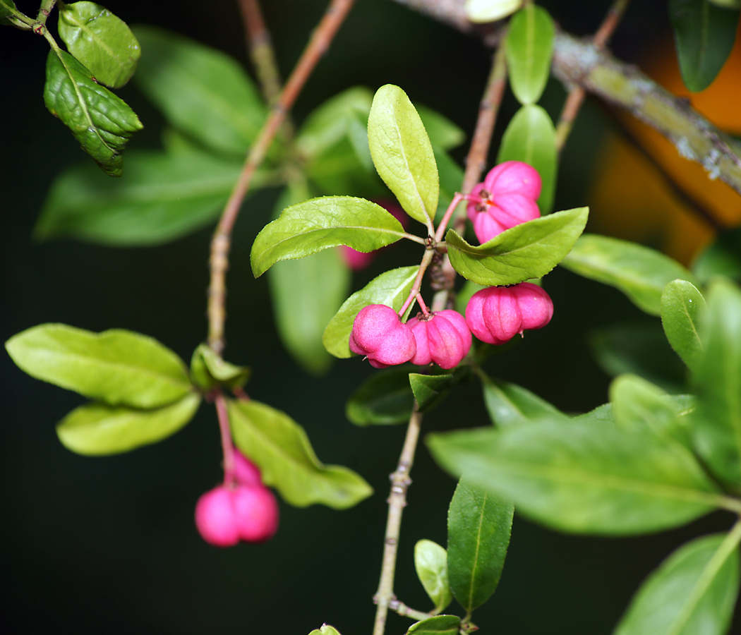 Изображение особи Euonymus europaeus.