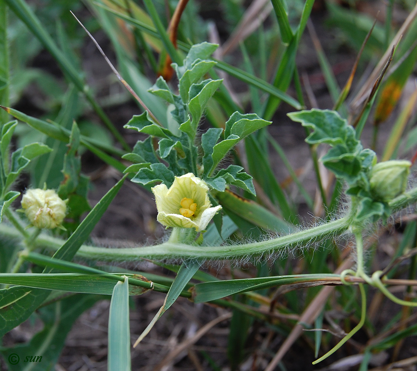 Изображение особи Citrullus lanatus.