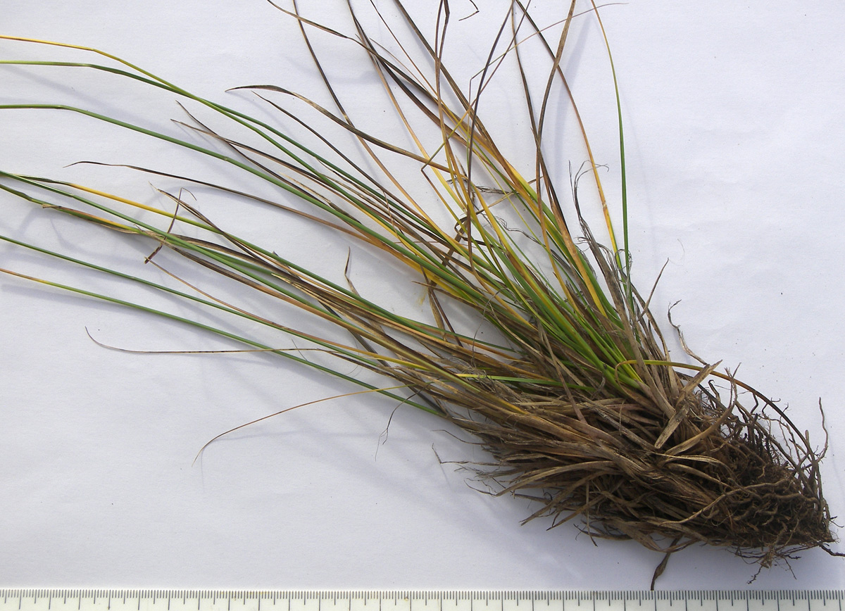 Image of Carex tristis specimen.