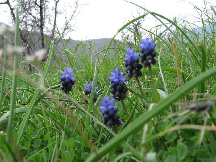 Изображение особи Muscari neglectum.