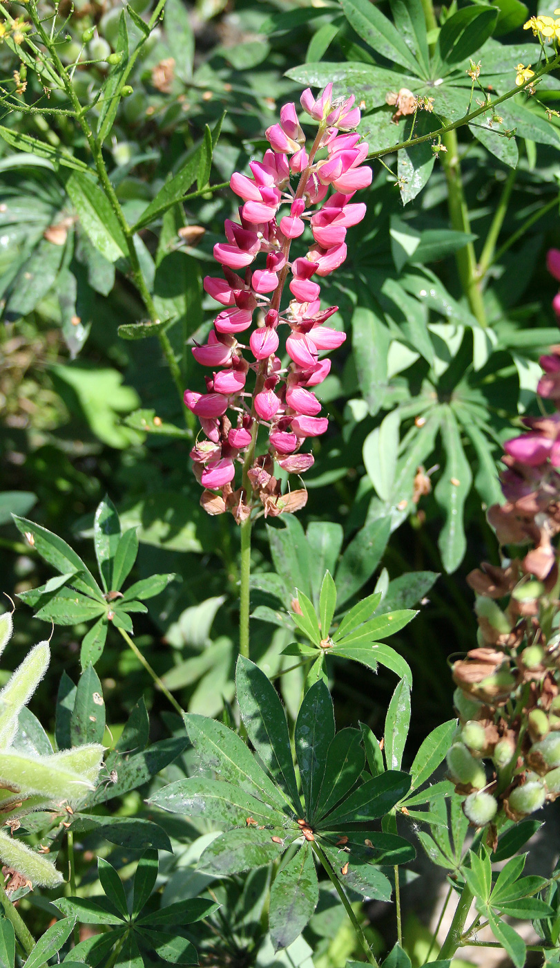 Изображение особи Lupinus &times; regalis.