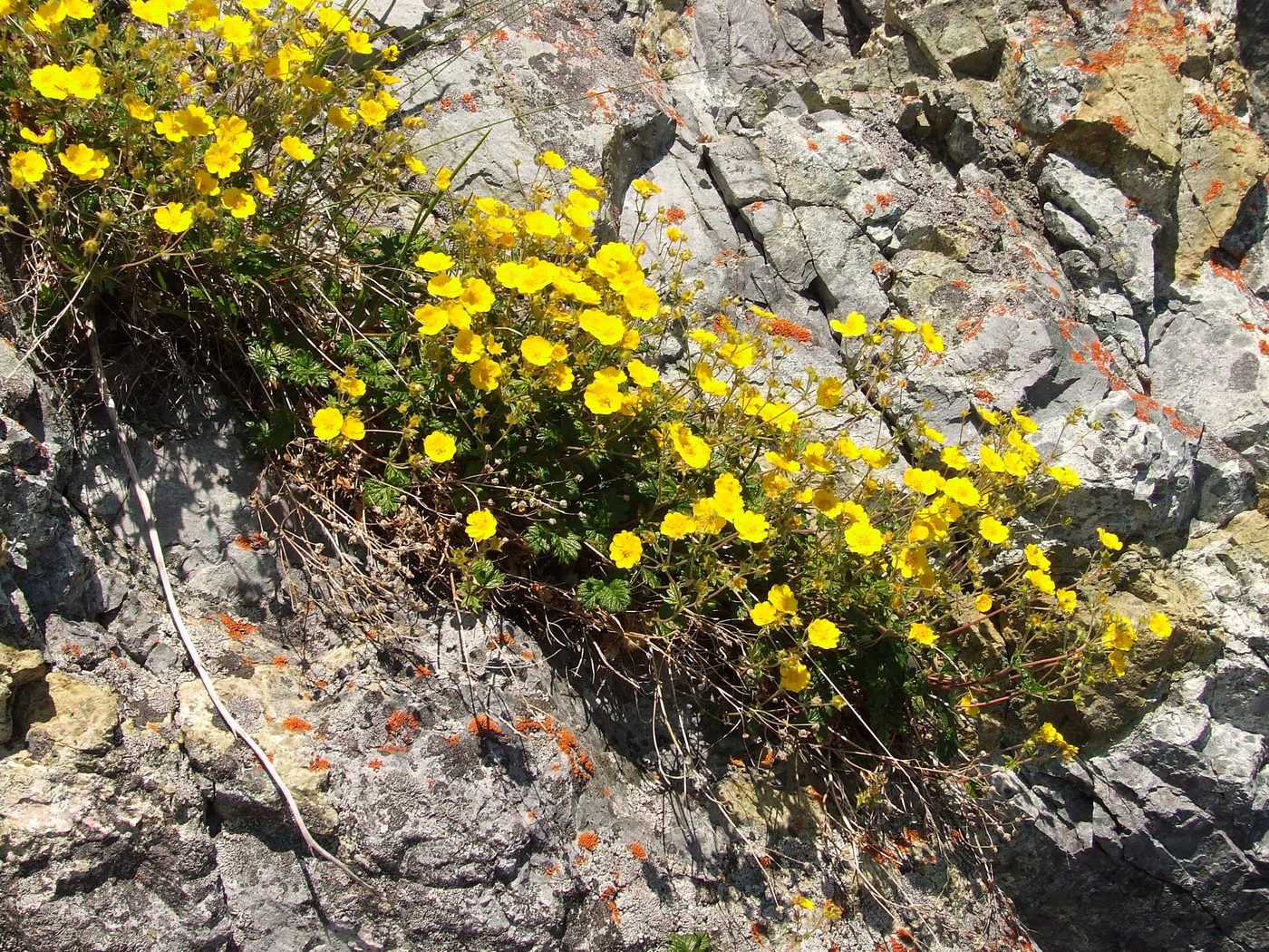 Image of Potentilla rupifraga specimen.