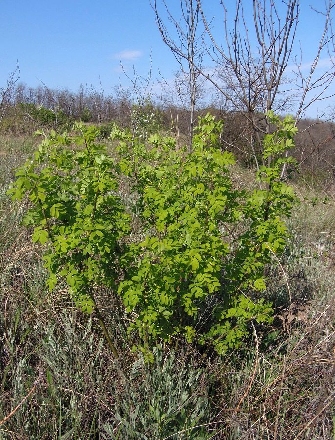 Image of Caragana arborescens specimen.