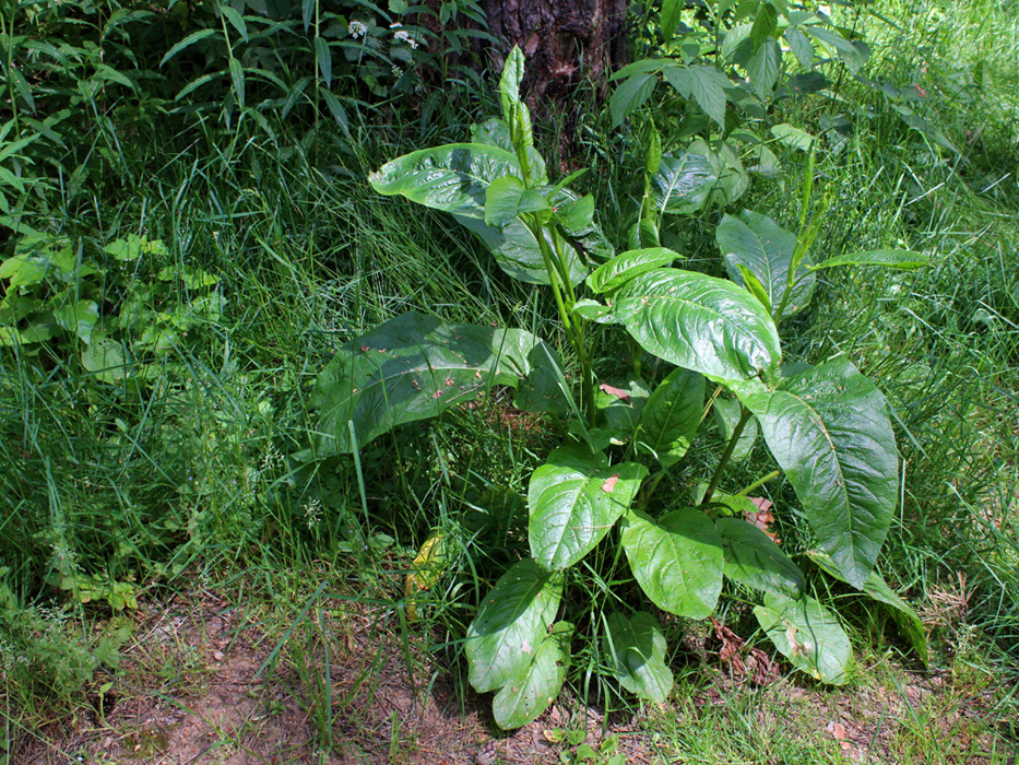 Изображение особи Rumex obtusifolius.