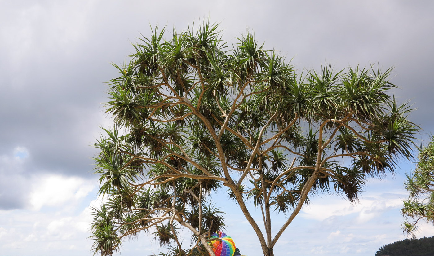 Image of Pandanus tectorius specimen.