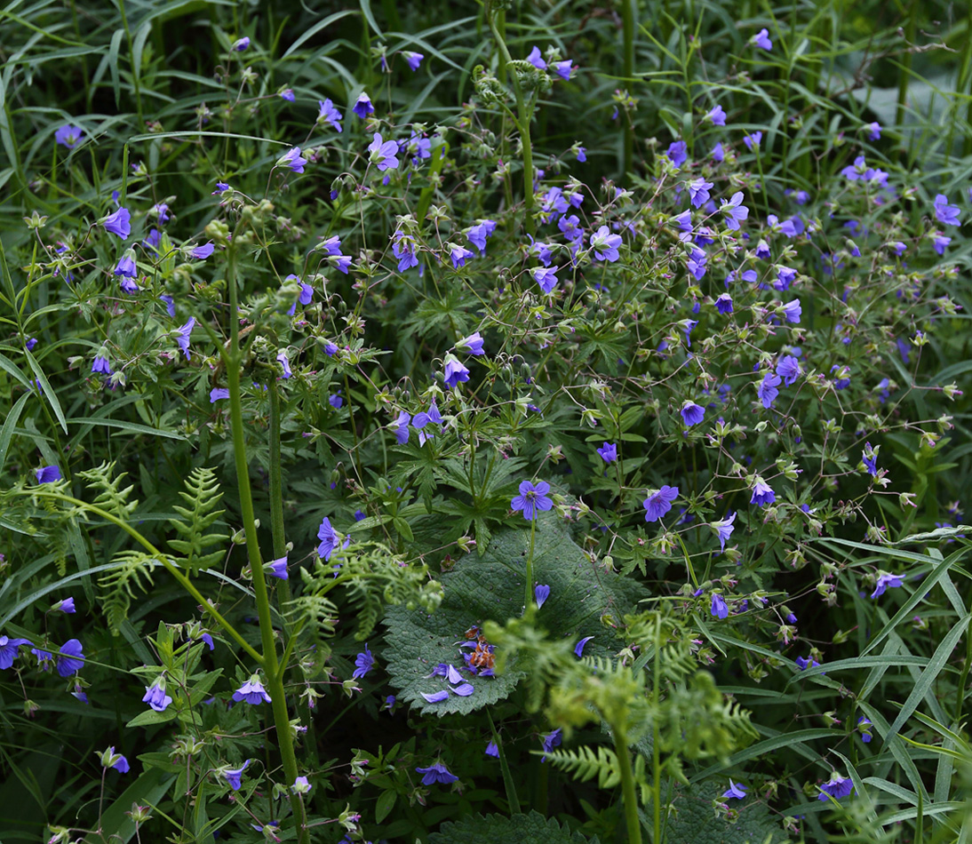 Image of Geranium pseudosibiricum specimen.