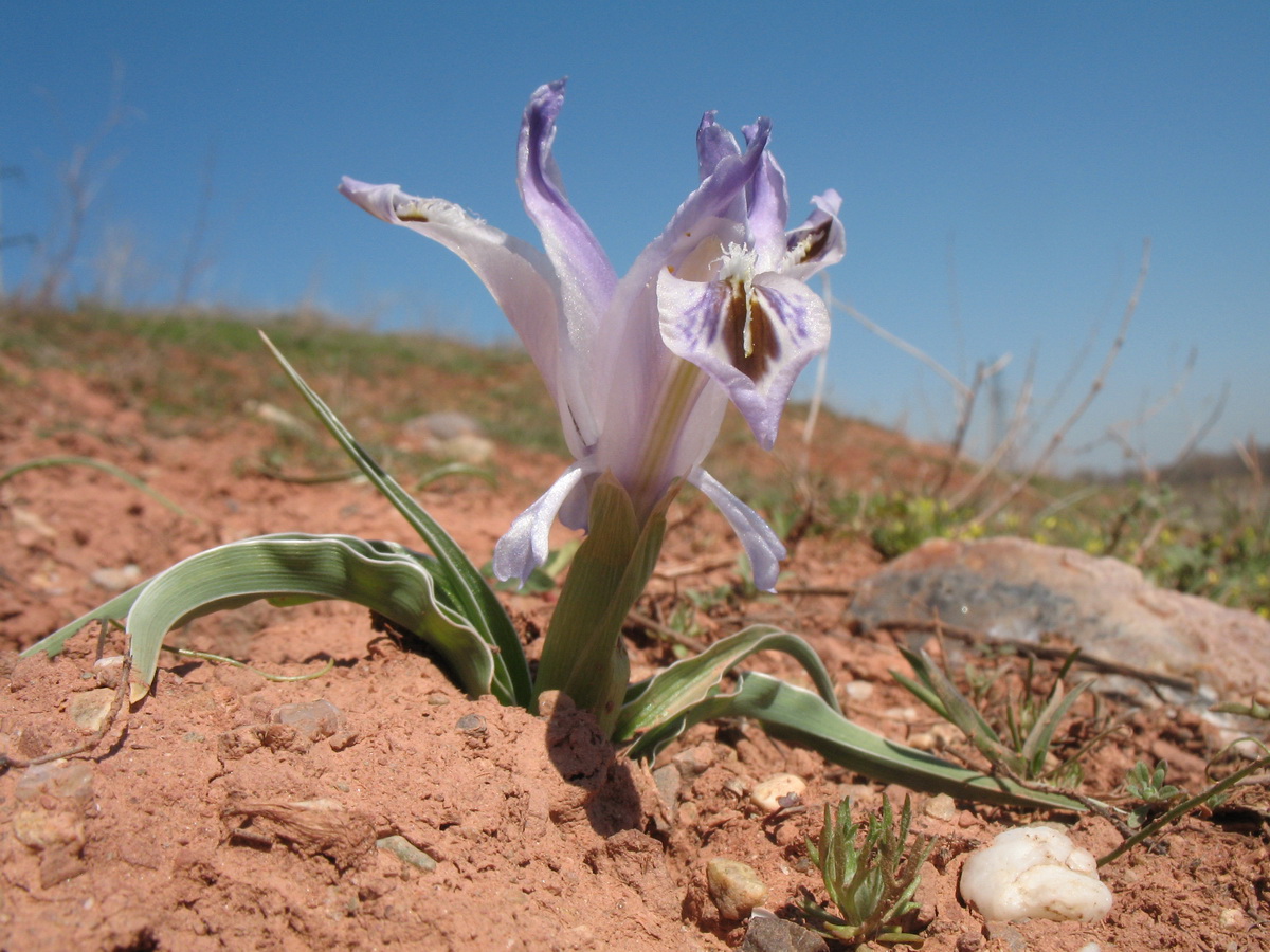 Image of Juno subdecolorata specimen.