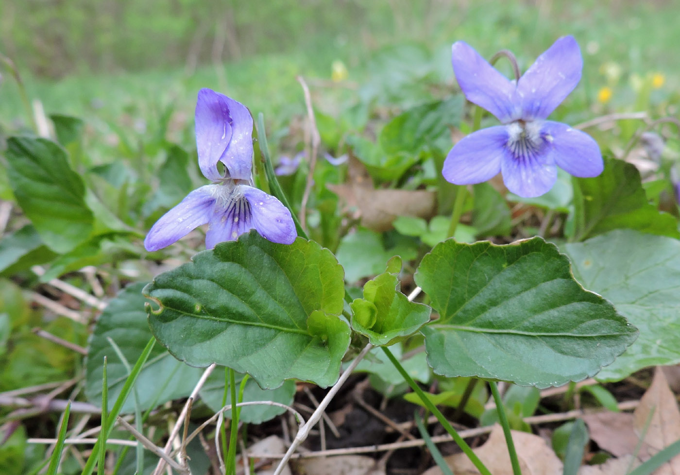 Изображение особи род Viola.