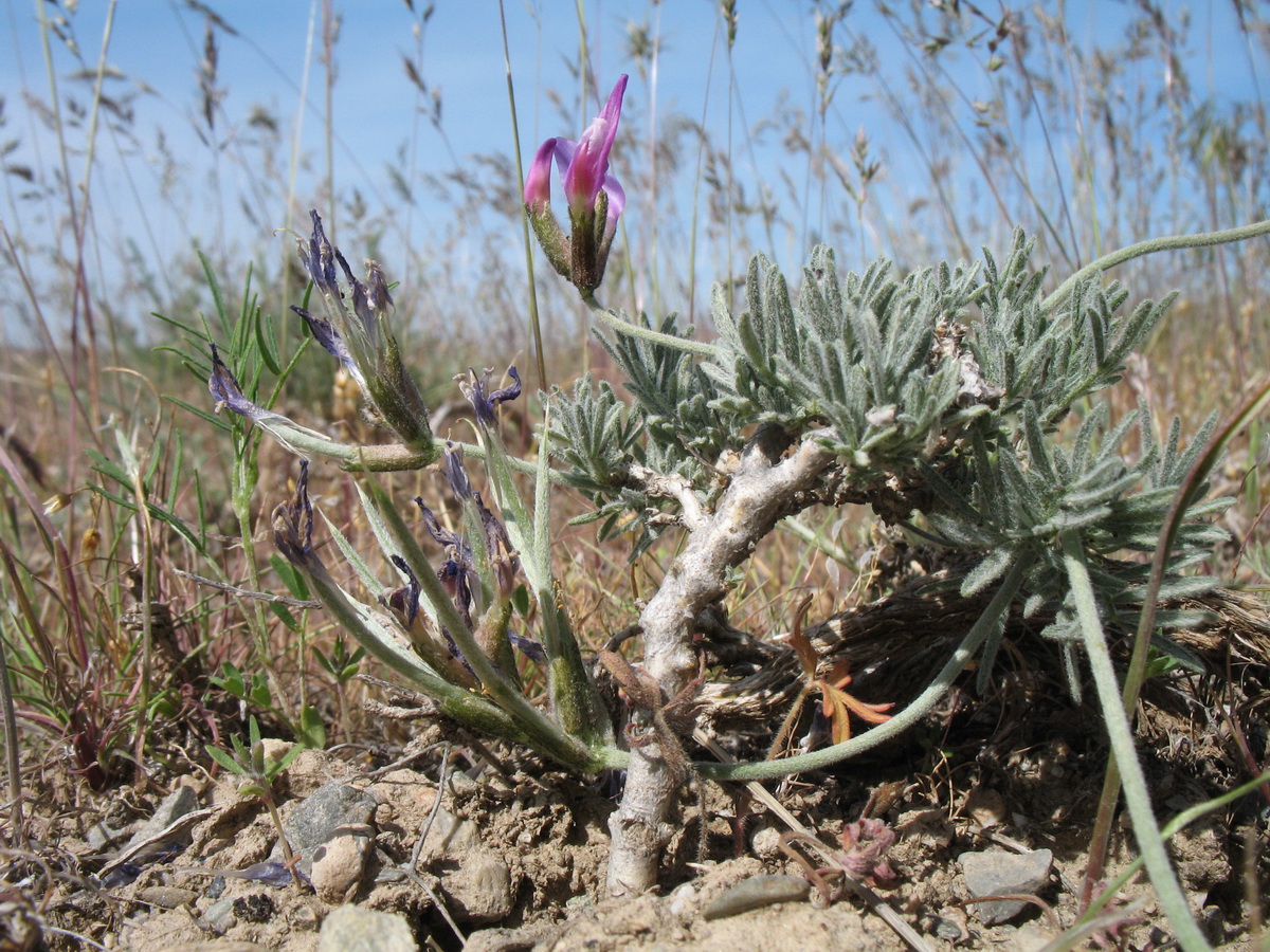 Image of Astragalus falcigerus specimen.