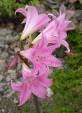 Amaryllis belladonna