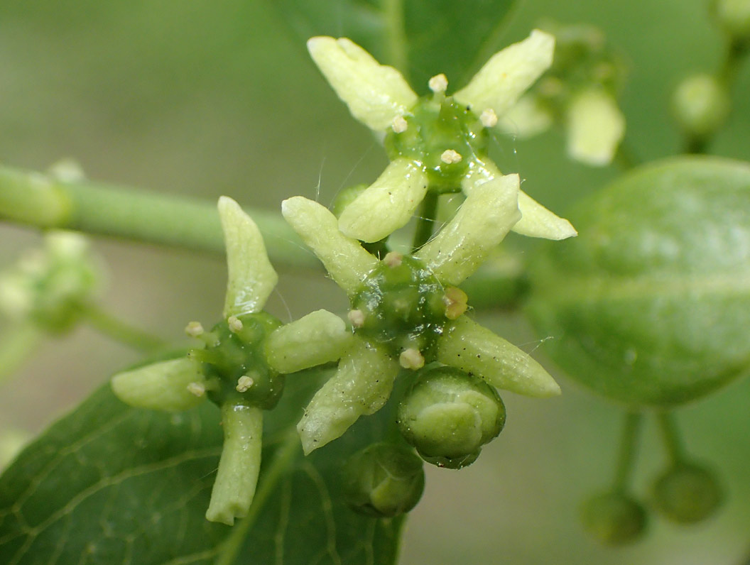 Изображение особи Euonymus europaeus.