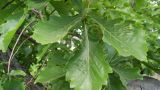 View full-size image Quercus mongolica