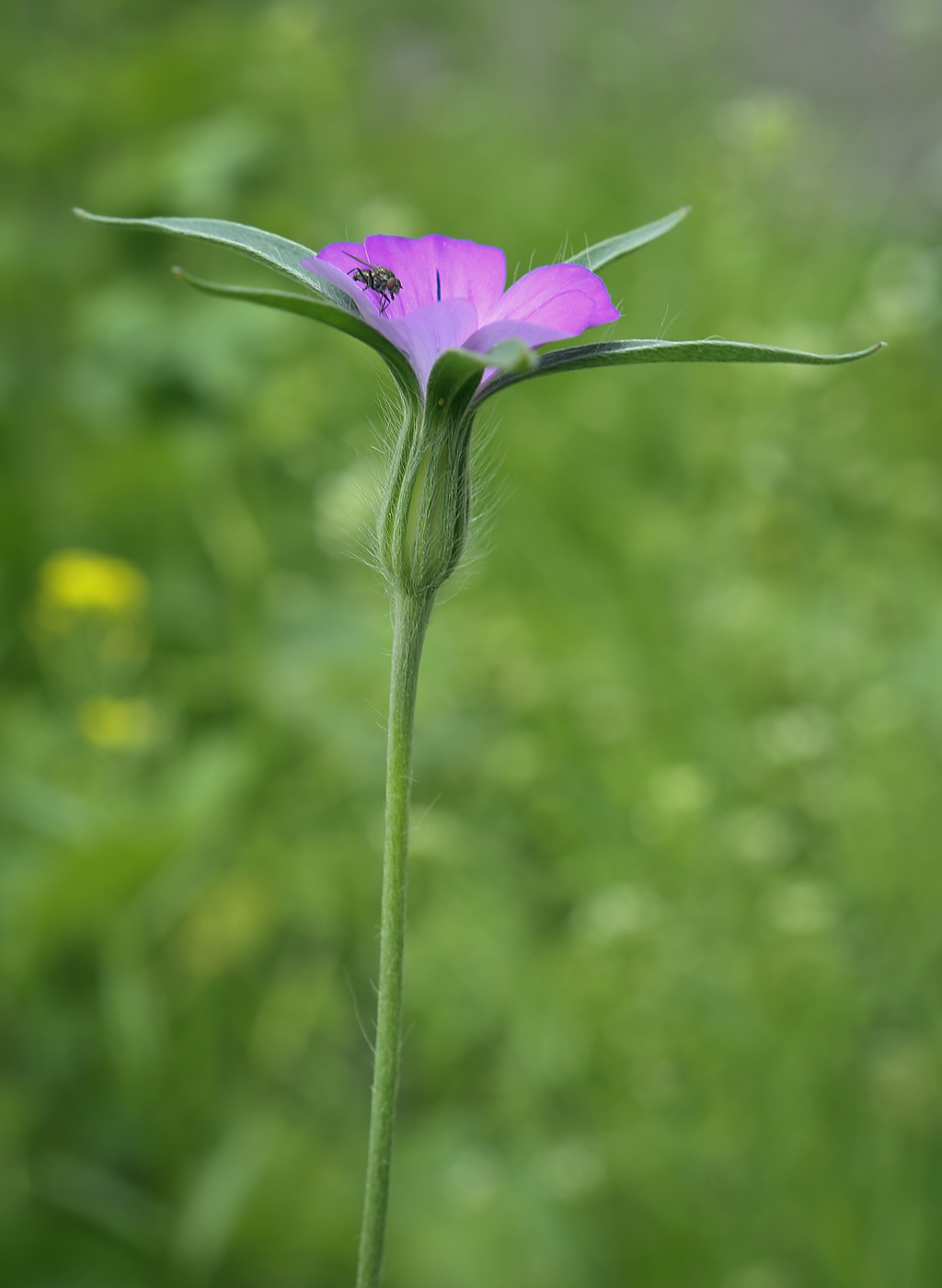 Изображение особи Agrostemma githago.