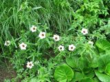 Hibiscus trionum. Цветущее растение. Волгоград, Ботсад ВГСПУ, в культуре. 25.07.2016.