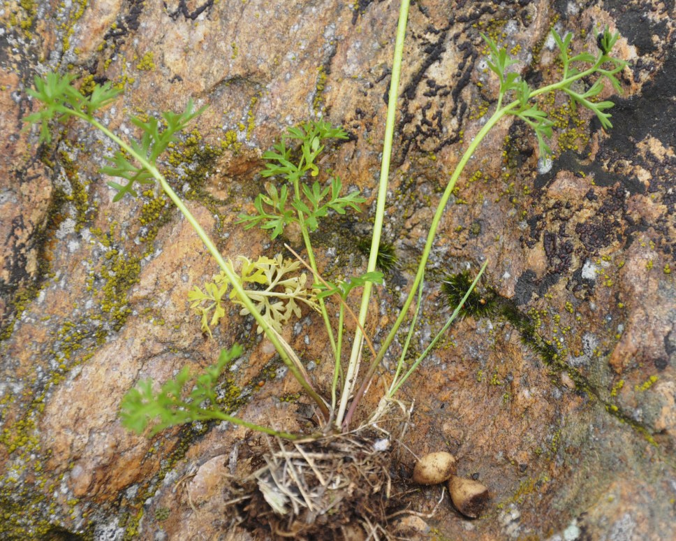 Image of Ranunculus millefoliatus specimen.