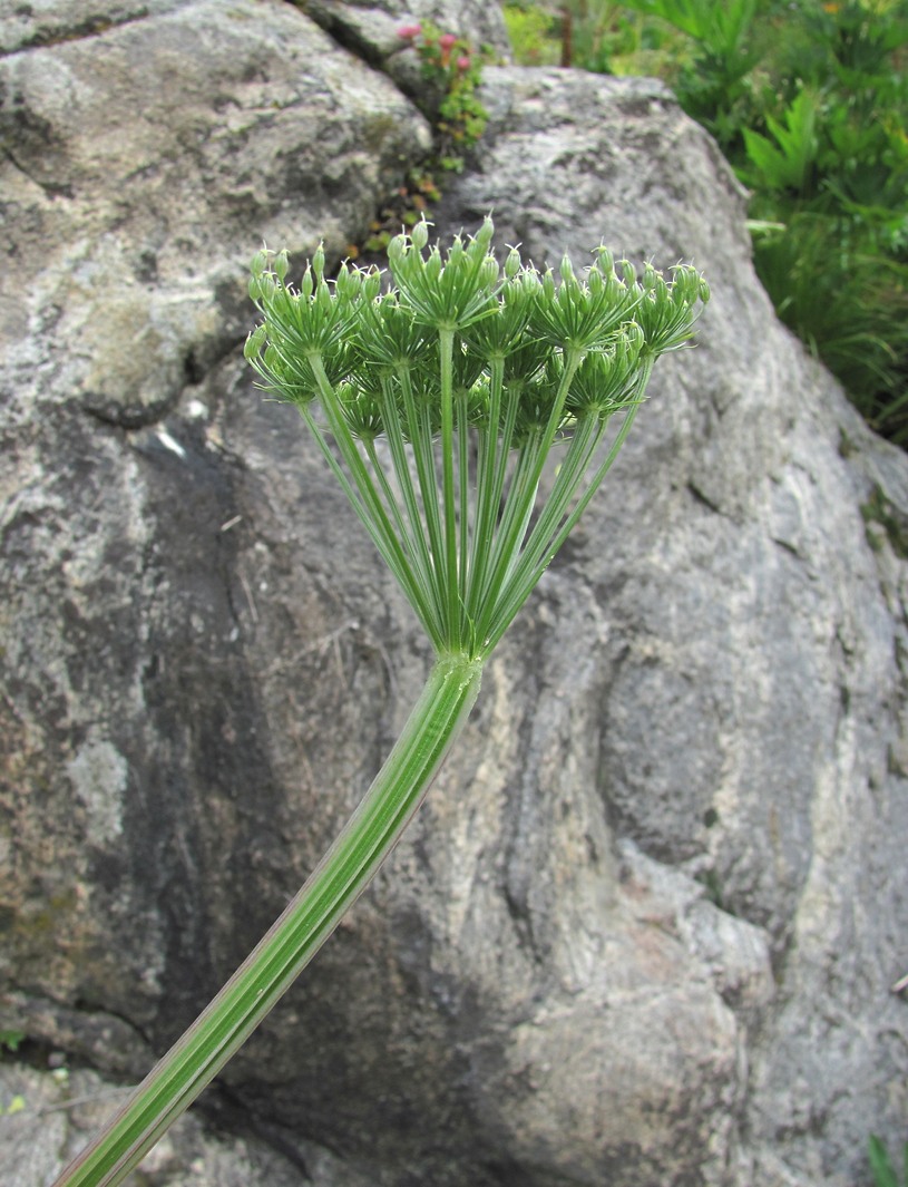 Image of Macrosciadium alatum specimen.