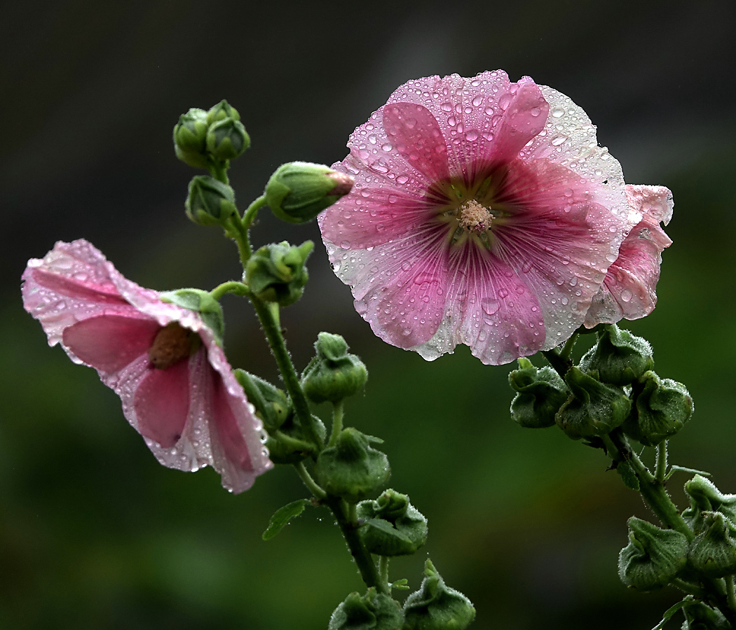 Изображение особи Alcea rosea.