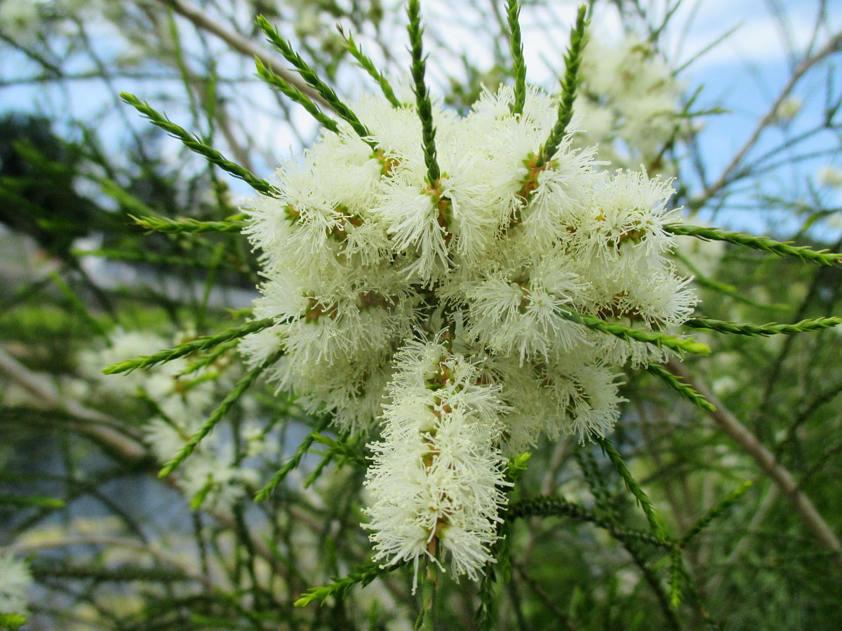 Image of Melaleuca irbyana specimen.