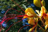 Caesalpinia gilliesii. Цветок. Азербайджан, Баку, в озеленении. 21.08.2017.