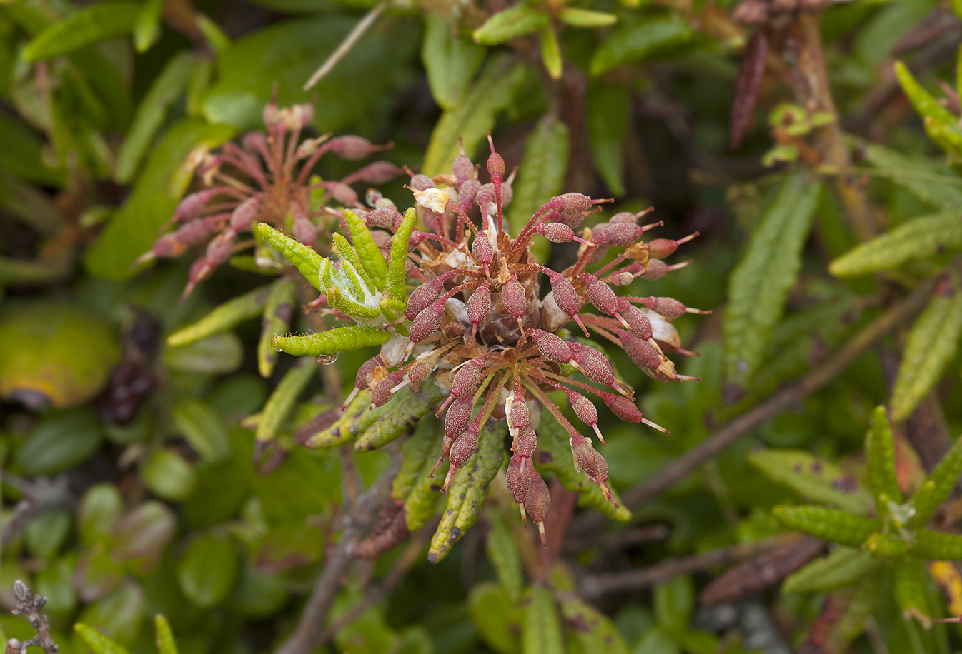 Image of Ledum palustriforme specimen.