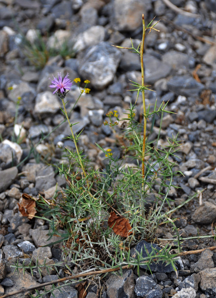 Image of genus Cousinia specimen.