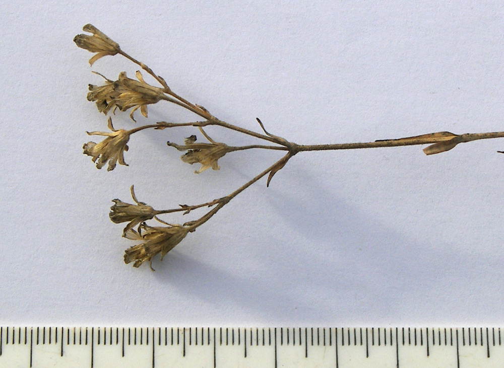 Image of Minuartia circassica specimen.