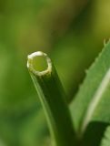 Sonchus arvensis subspecies uliginosus. Срез стебля цветущего растения (млечный сок удалён). Восточный Казахстан, г. Усть-Каменогорск, правый берег р. Иртыш, луг. 12.07.2017.