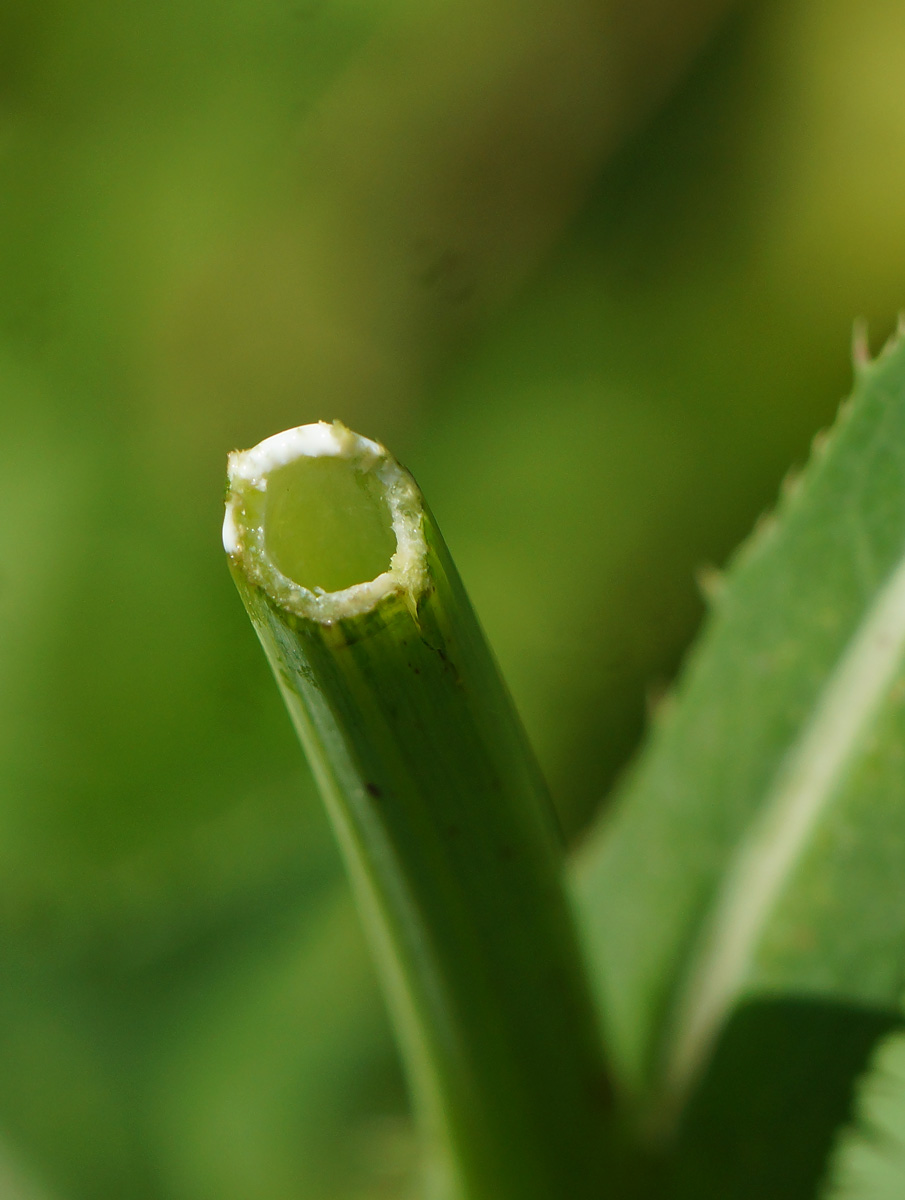 Image of Sonchus arvensis ssp. uliginosus specimen.