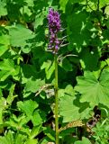 Dactylorhiza euxina. Верхушка цветущего растения. Адыгея, плато Лагонаки, ≈ 1900 м н.у.м., субальпийский луг. 04.07.2017.