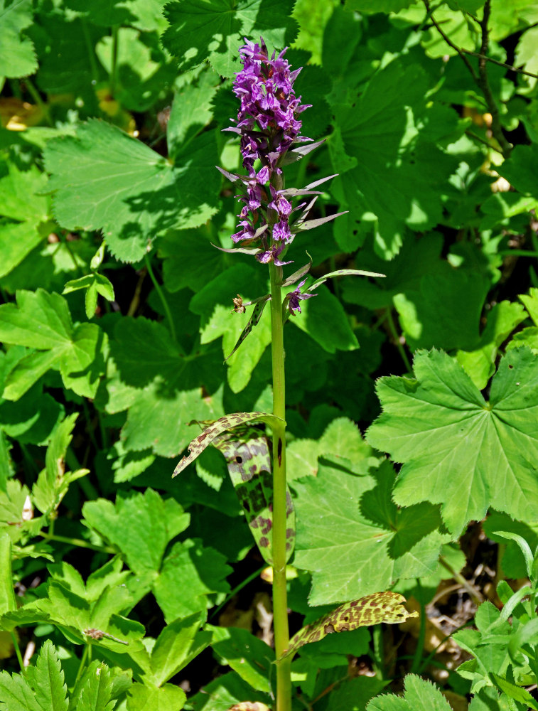 Image of Dactylorhiza euxina specimen.