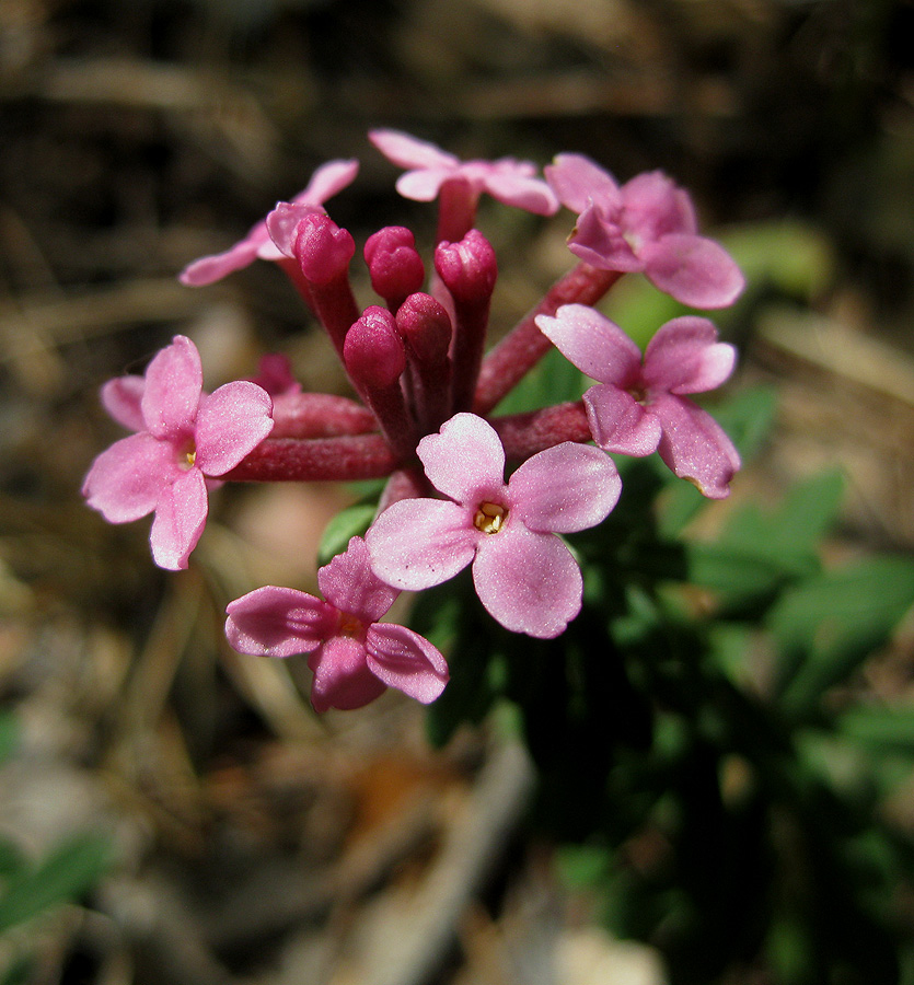 Image of Daphne cneorum specimen.