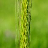 Hordeum bulbosum. Средняя часть нераскрывшегося соцветия. Израиль, к востоку от большого Тель-Авива, Национальный парк Мигдаль Цедек, луг на месте гариги. 05.03.2018.