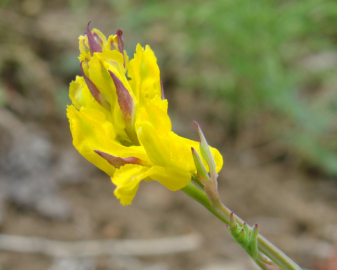 Image of Corydalis sibirica specimen.