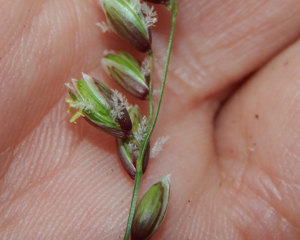 Image of Melica nutans specimen.