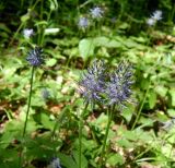 Phyteuma spicatum подвид coeruleum. Верхушки цветущих растений. Новая Москва, пос. Валуево, парк усадьбы А.И. Мусина-Пушкина, сорное на затененённом участке парка. Май 2018 г.