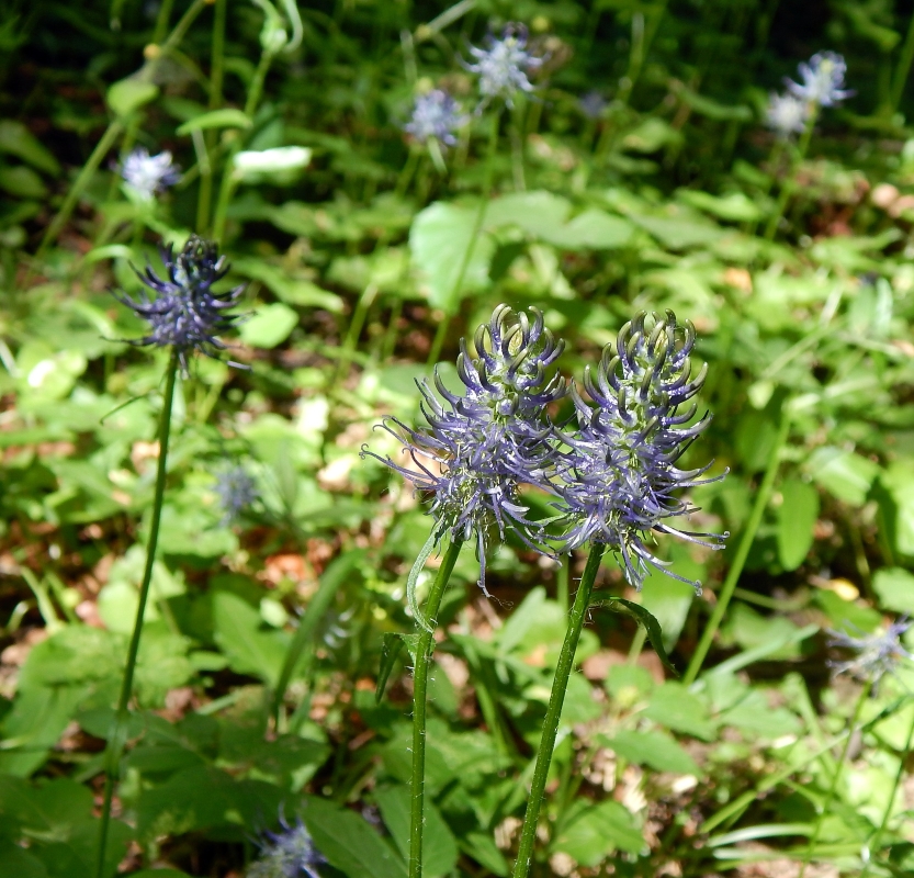 Image of Phyteuma spicatum ssp. coeruleum specimen.