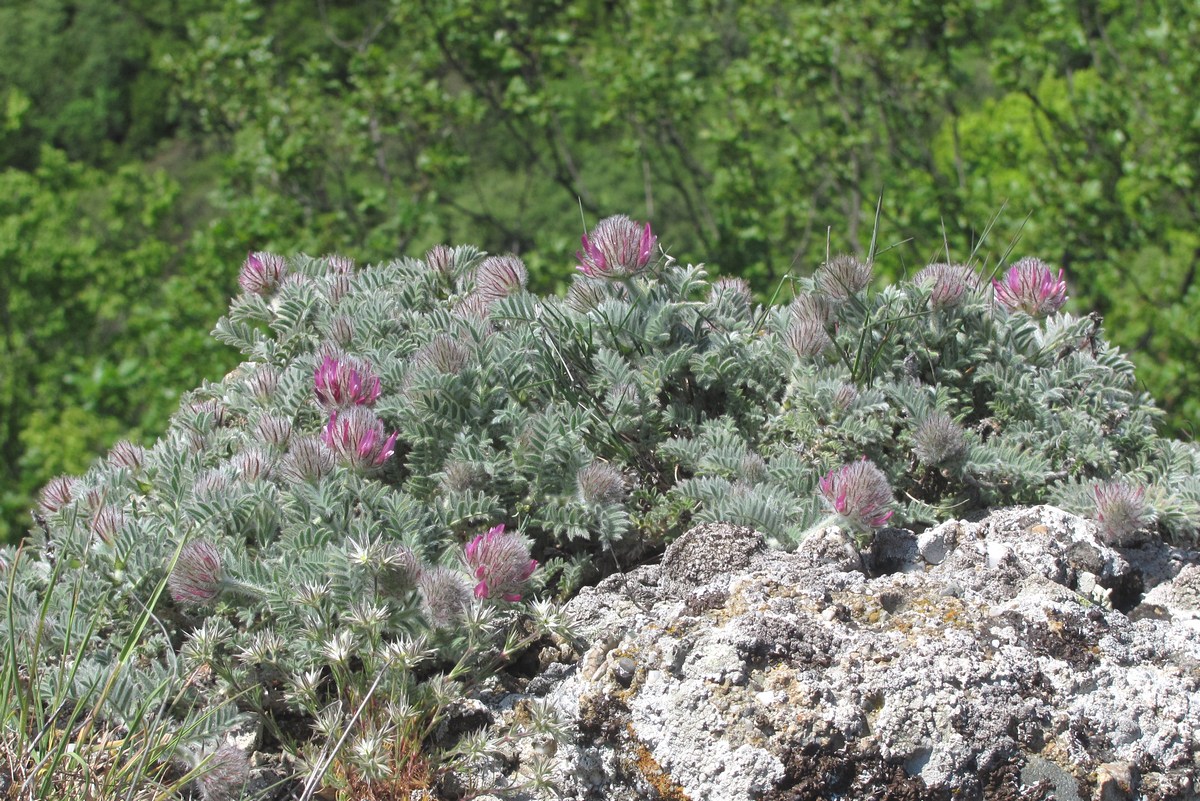 Изображение особи Astragalus setosulus.
