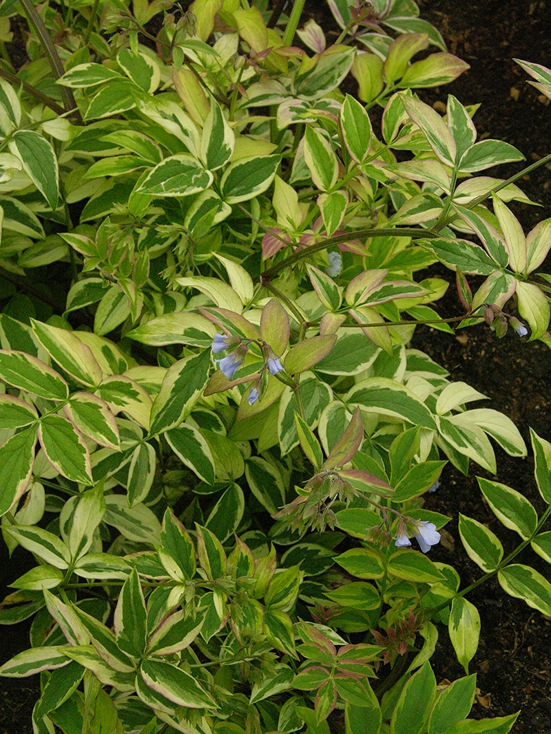 Image of Polemonium reptans specimen.