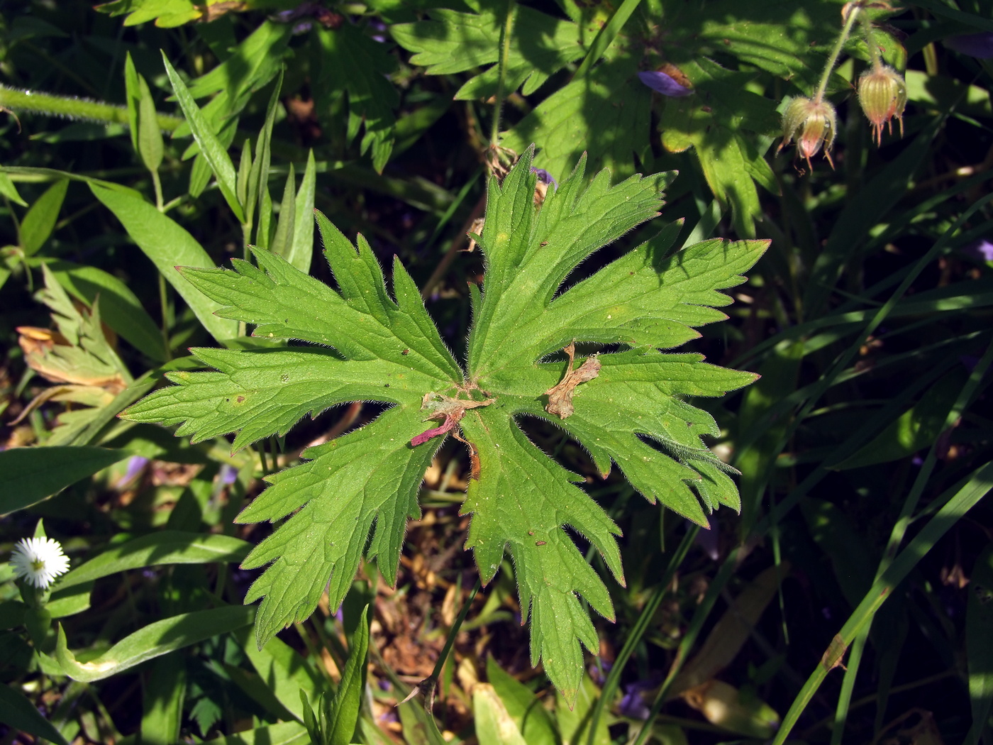 Image of Geranium pratense specimen.