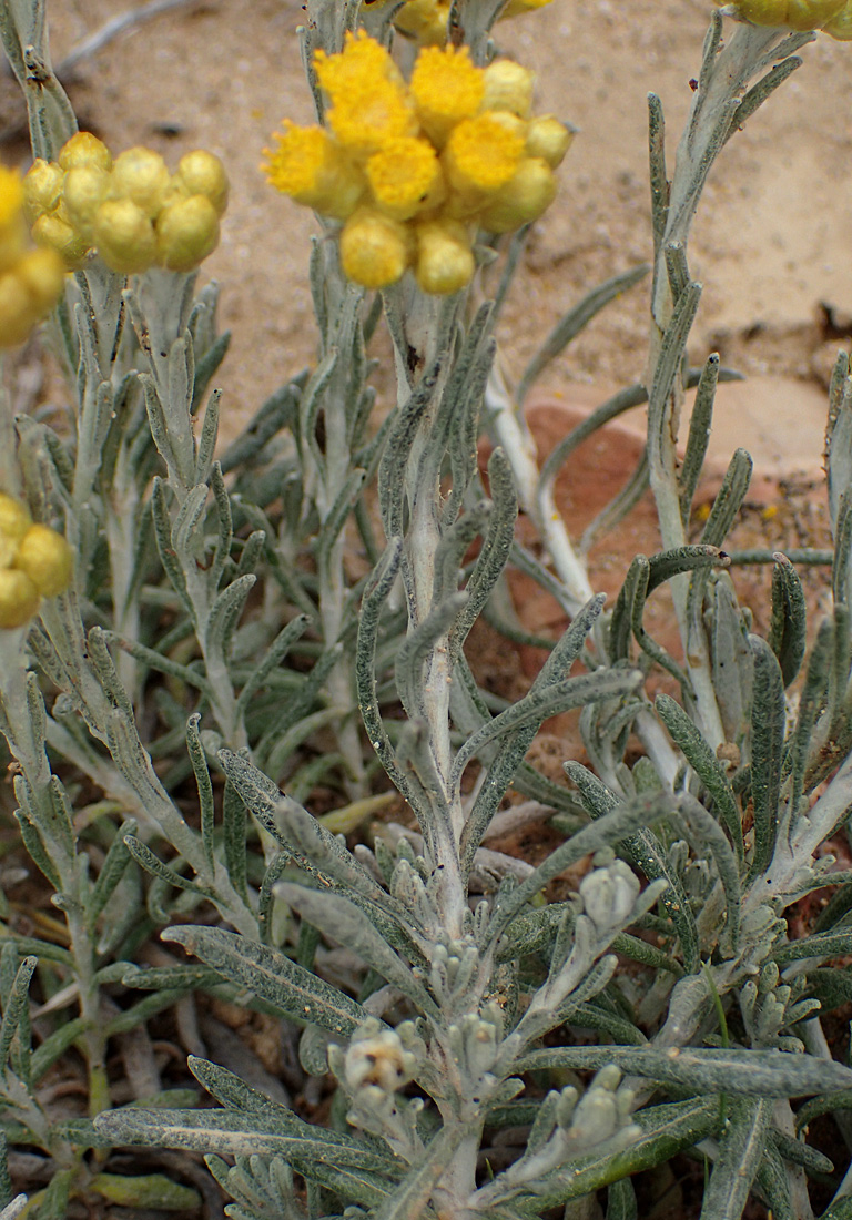 Image of Helichrysum stoechas ssp. barrelieri specimen.