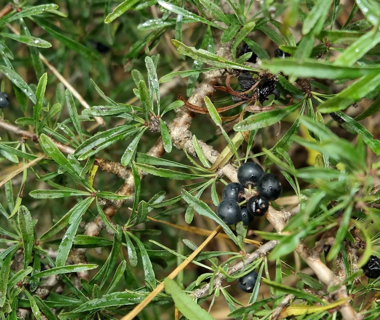 Изображение особи Rhamnus erythroxyloides.